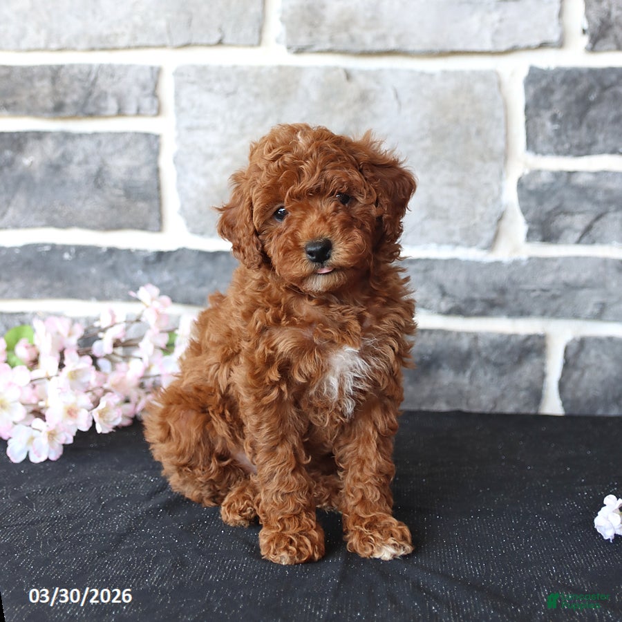 Miniature Poodle dogs Sonya - Ad 1
