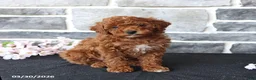 Miniature Poodle dogs for sale: Sonya - Ad 1