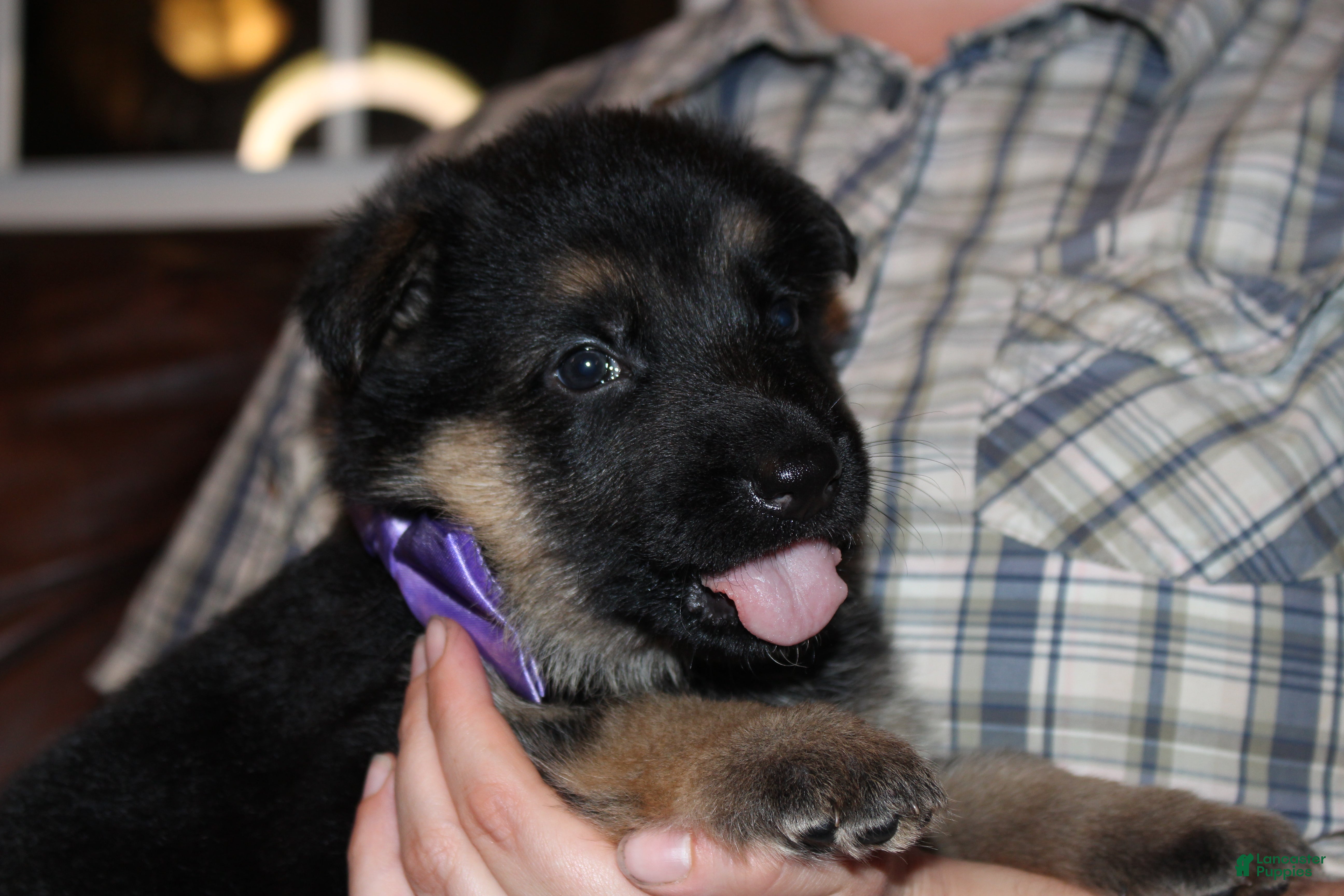 German Shepherd dogs Chloe, lilac collar - Ad 2