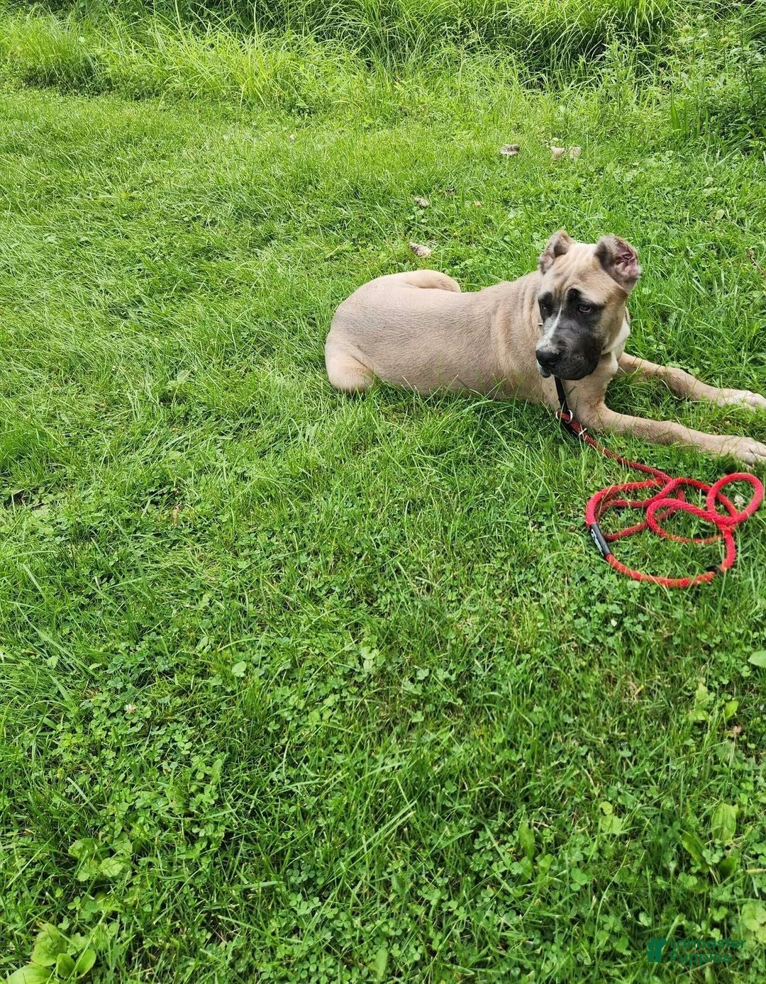 Cane Corso dogs Bella  - Ad 2