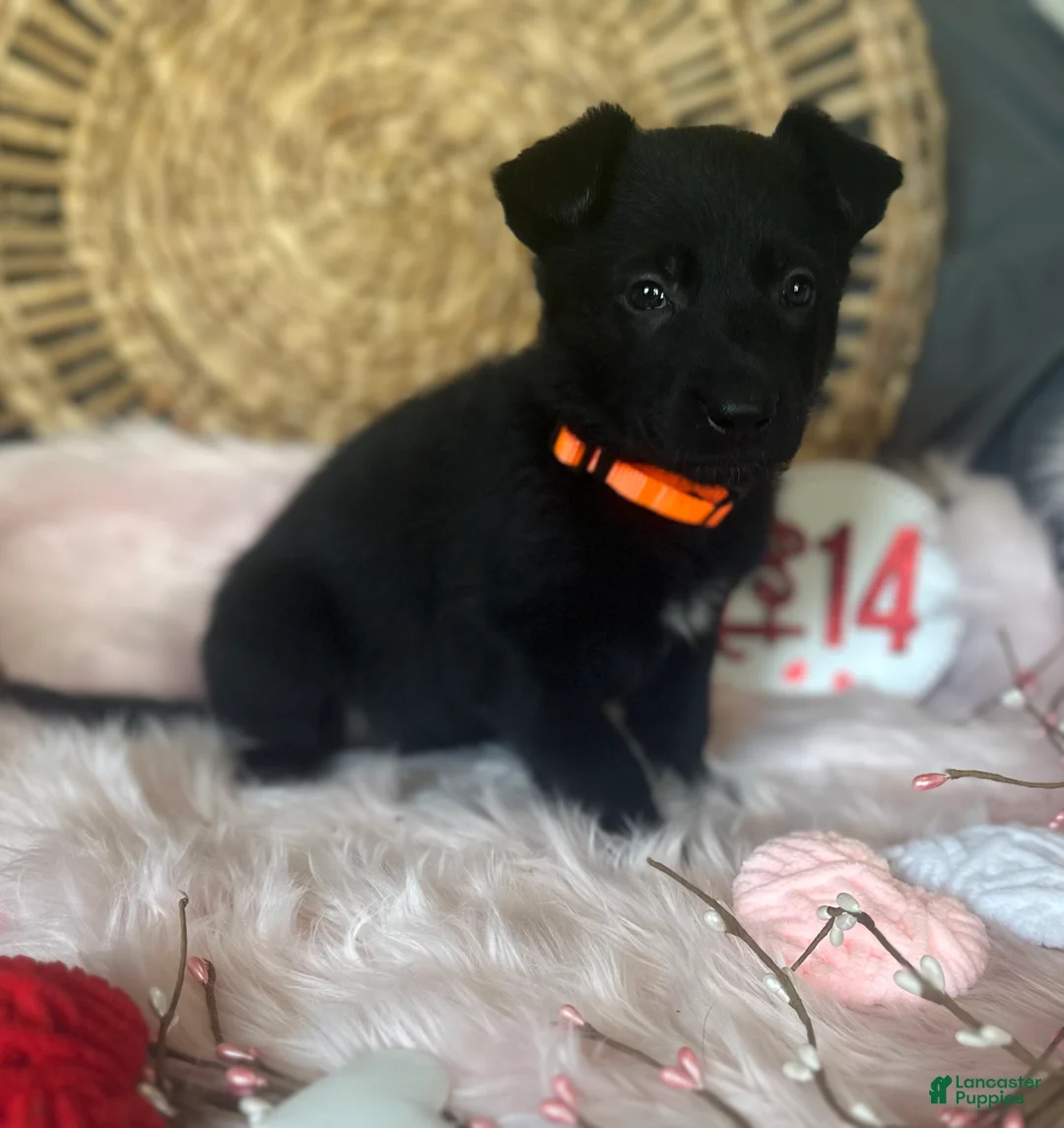 German Shepherd dogs for sale: Dahlia  - Ad 6