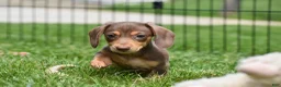 Miniature Dachshund dogs for sale: Frankie - Ad 4