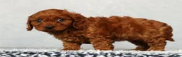 Cavapoo dogs for sale: Fifi - Ad 9