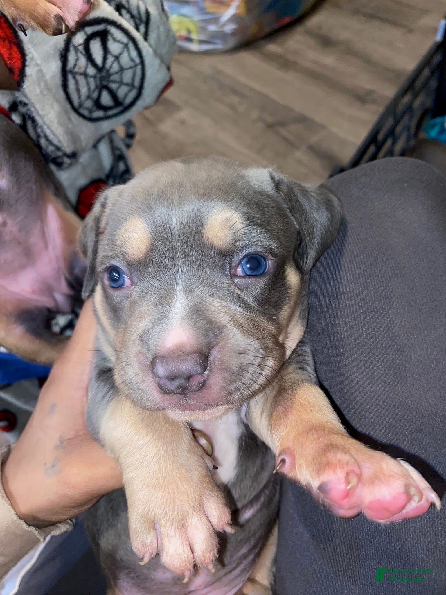 American Bully dogs American Bully Puppy 2 - Ad 39