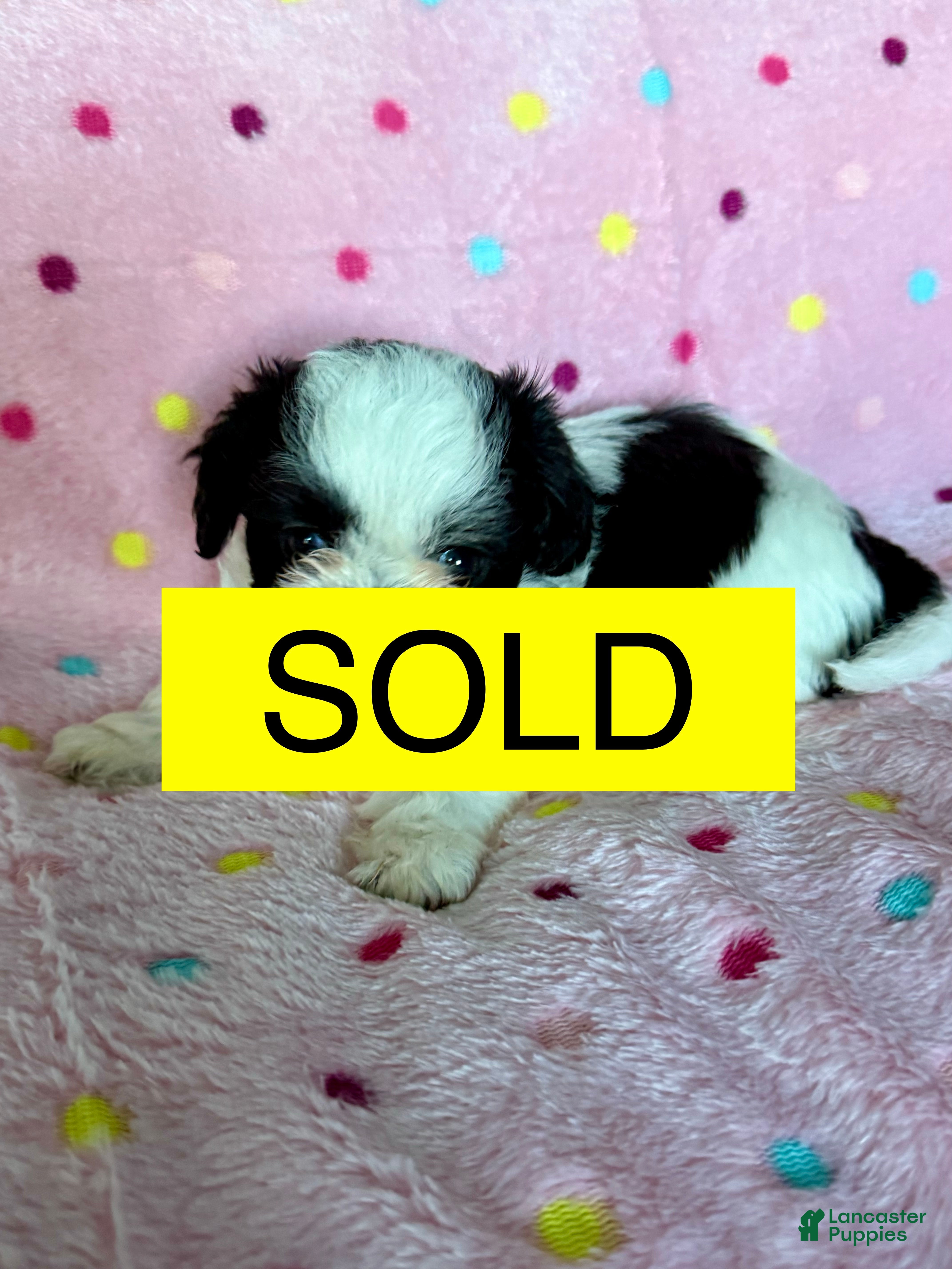 Shih Tzu dogs Shih Tzu Puppy 2 - Ad 1