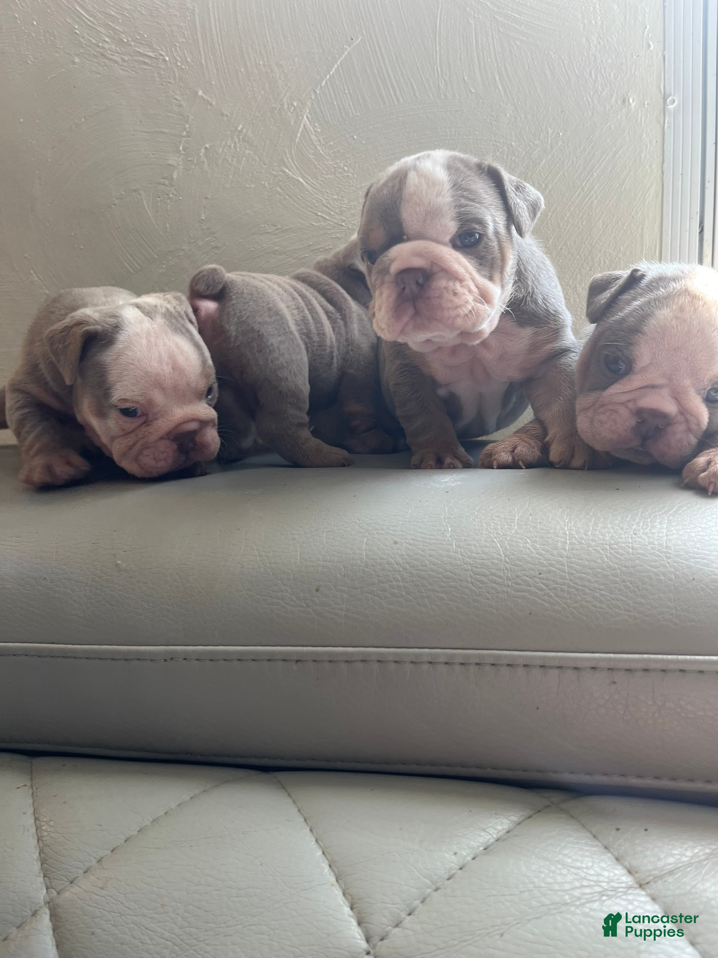 English Bulldog dogs English Bulldog 1 - Ad 26