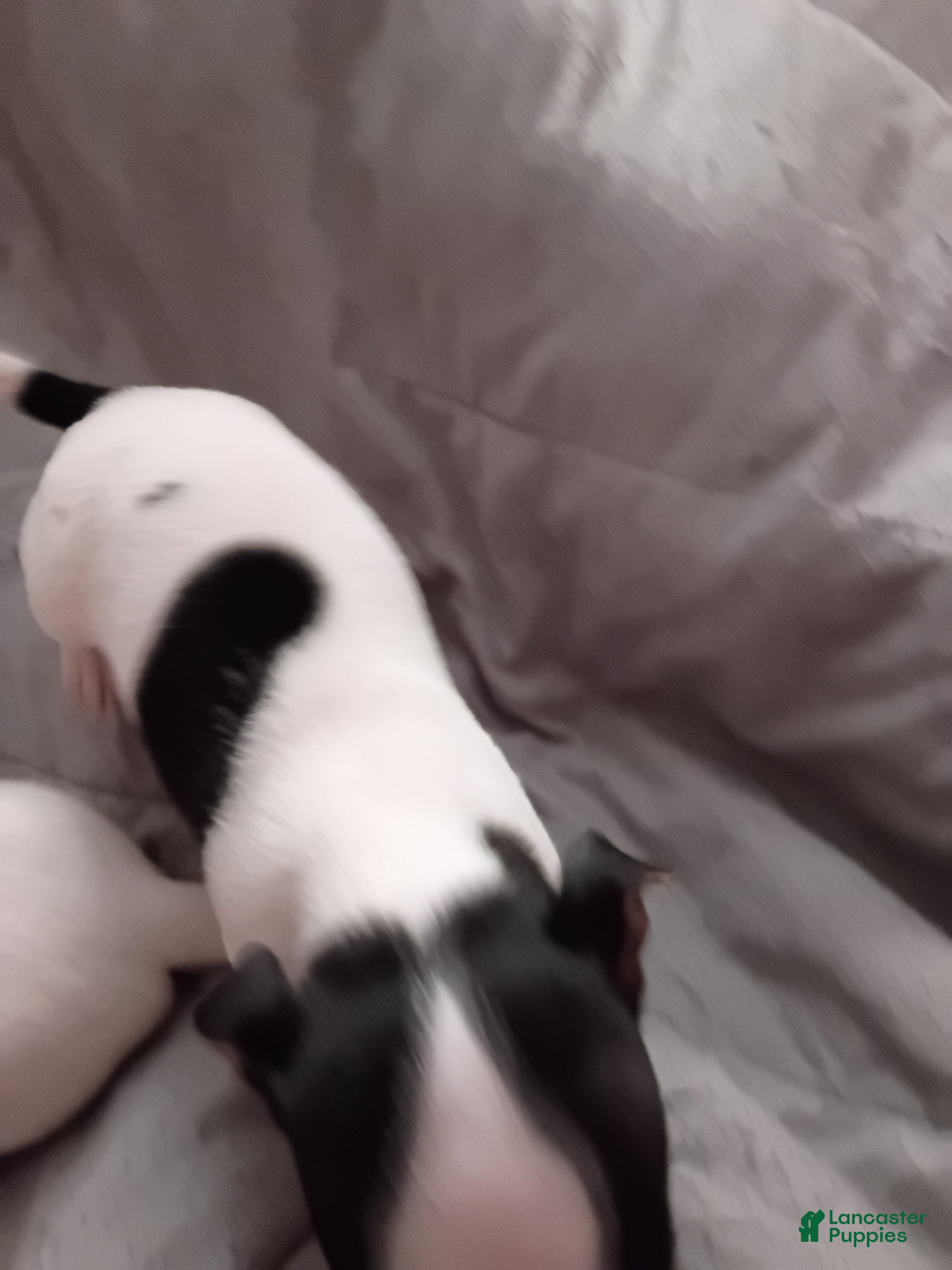 Chihuahua dogs Chihuahua Puppy 10 - Ad 27