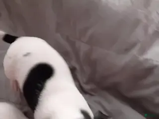 Chihuahua dogs Chihuahua Puppy 10 - Ad 28