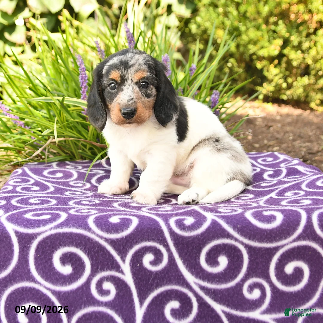 Miniature Dachshund dogs for sale: Owen - Ad 1