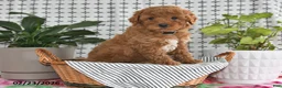 Goldendoodle dogs for sale: Rosco - Ad 1