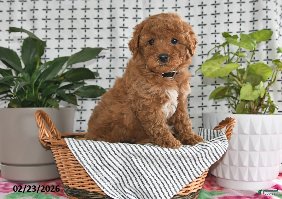 Goldendoodle dogs for sale: Rosco - Ad 1