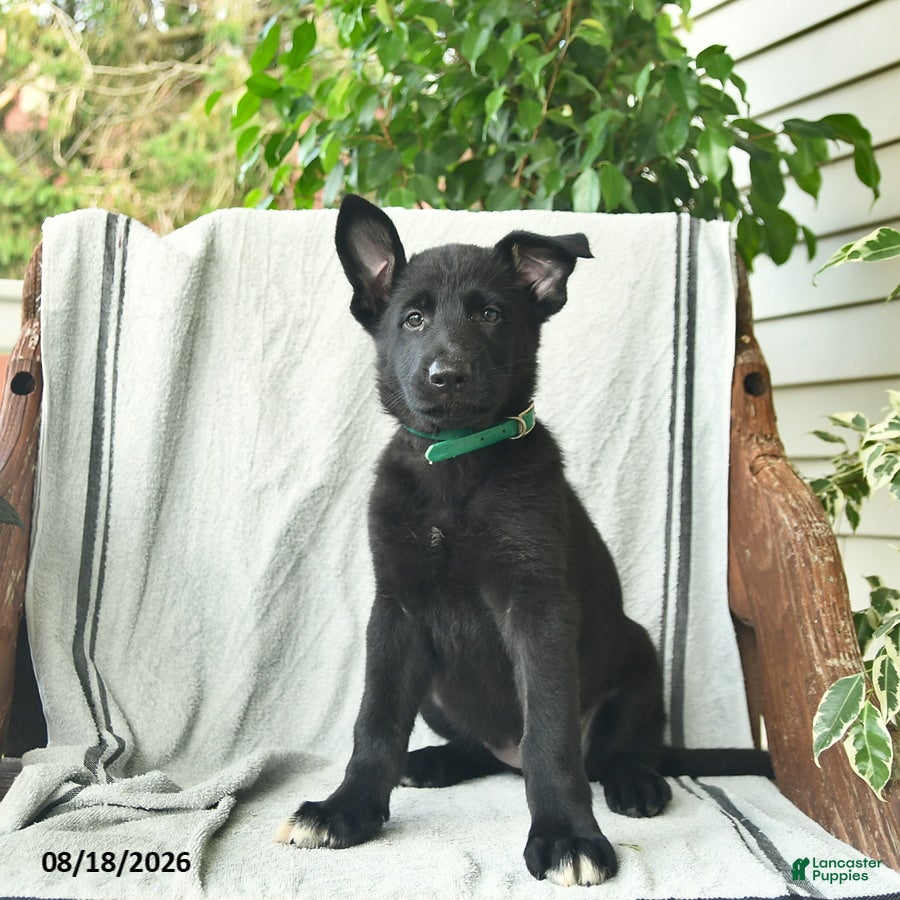 German Shepherd dogs Giselle  - Ad 2