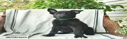 German Shepherd dogs for sale: Giselle  - Ad 3