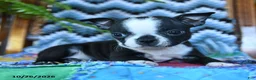 Boston Terrier dogs for sale: Reagan - Ad 3