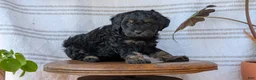 Cavapoo dogs for sale: Max - Ad 7