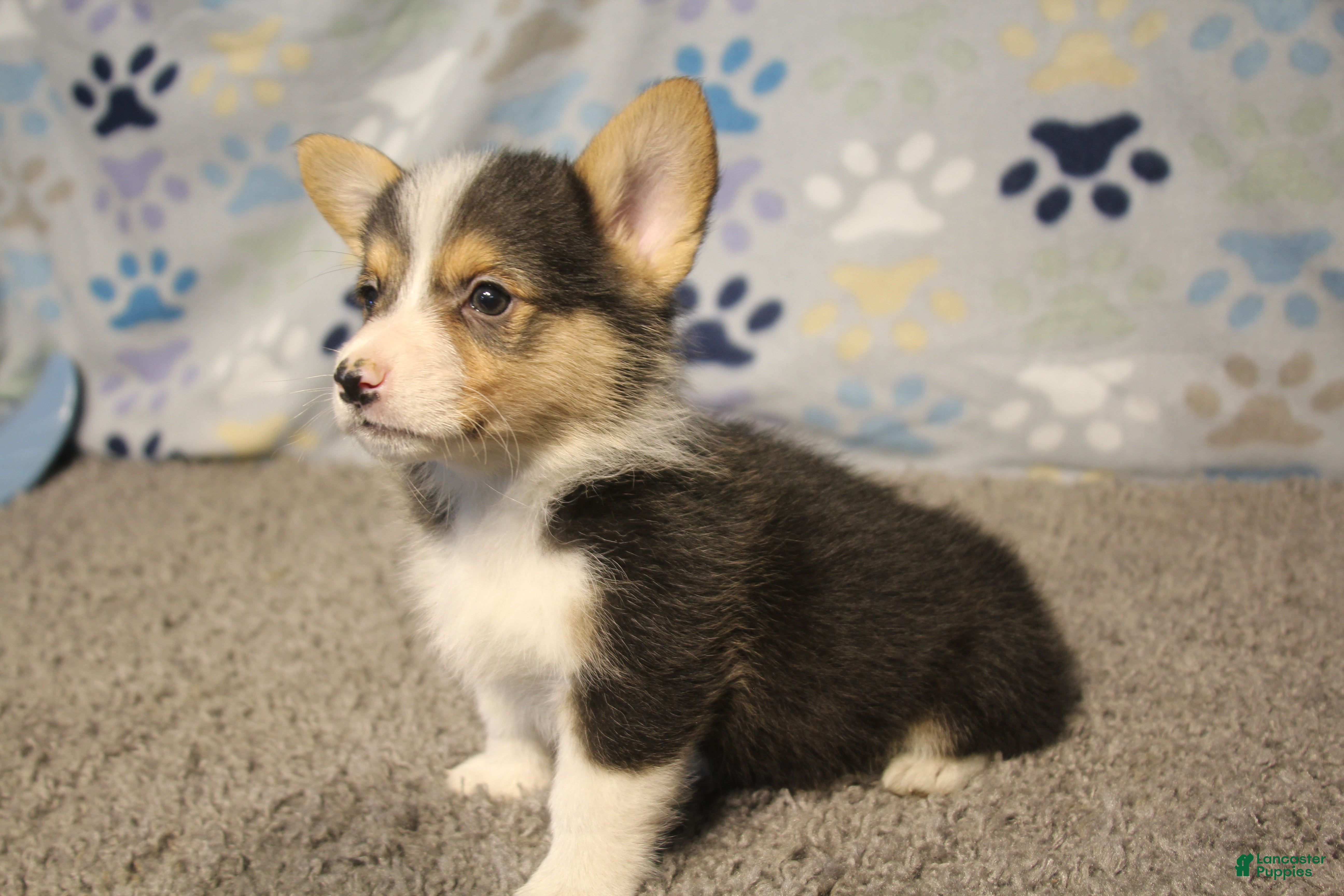 Welsh Corgi Pembroke dogs for sale: Cliff - Ad 9