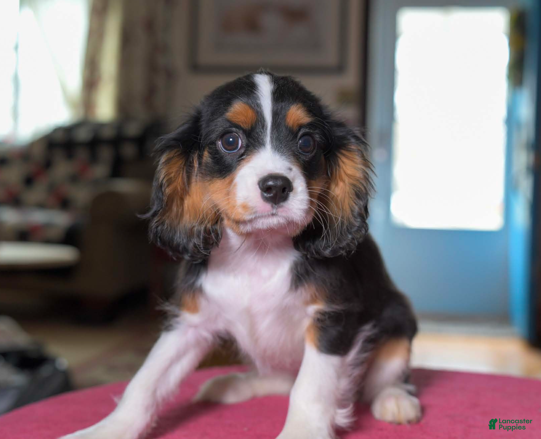 Cavalier King Charles Spaniel dogs Henry - Ad 1