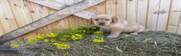 Labrador Retriever dogs for sale: Poppy - Ad 9