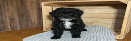 Mixed Breed dogs for sale: Lori - Ad 3