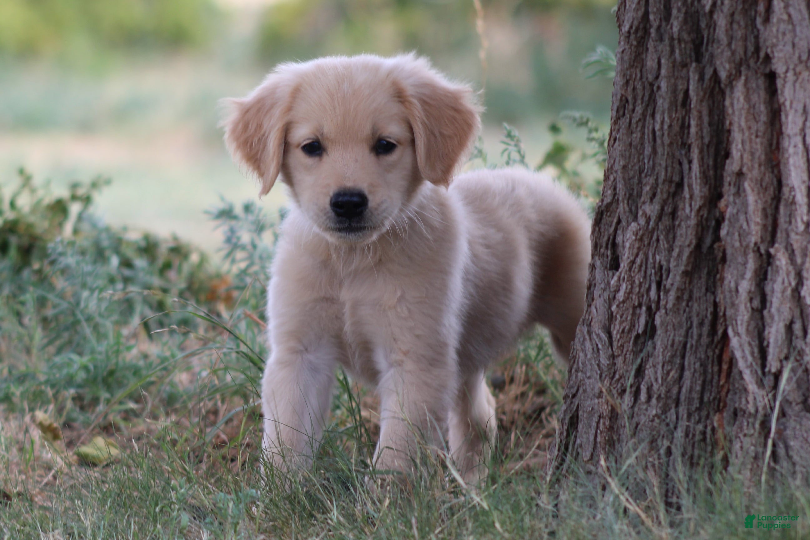 Golden Retriever dogs Archie - Ad 1