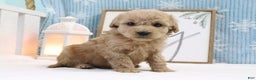 Cavapoo dogs for sale: Thomas - Ad 1