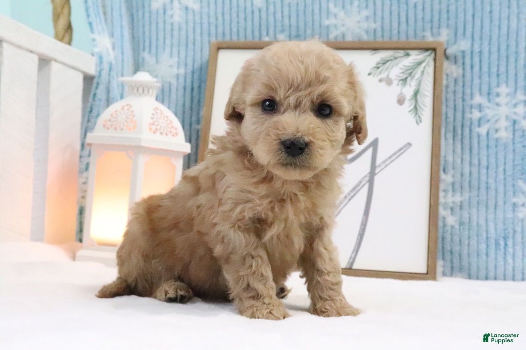 Cavapoo dogs for sale: Thomas - Ad 1