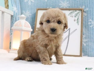 Cavapoo dogs Thomas - Ad 24