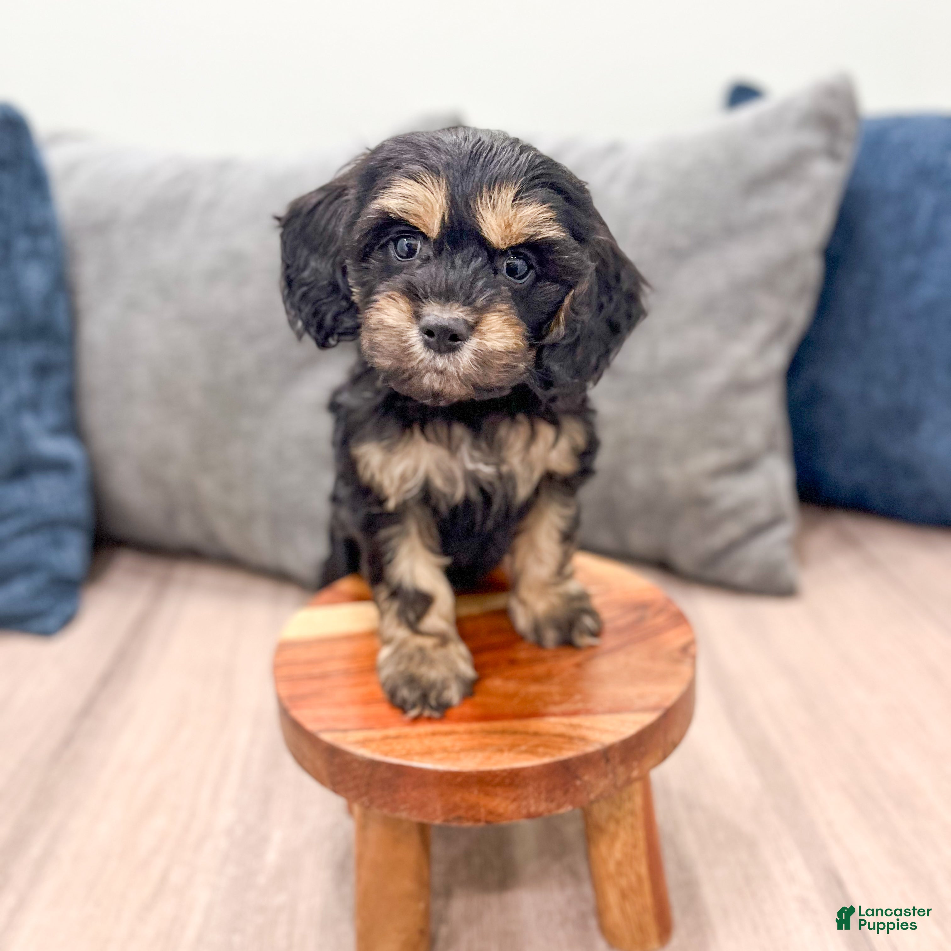 Cockapoo dogs Pepper - Ad 2