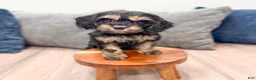 Cockapoo dogs for sale: Pepper - Ad 2