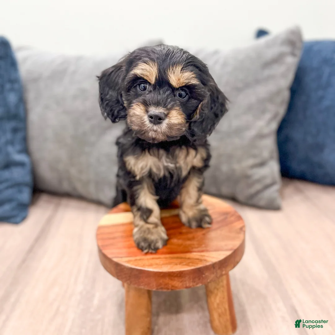 Cockapoo dogs for sale: Pepper - Ad 2