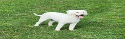 Cavapoo dogs for sale: F1 Hera - Ad 5