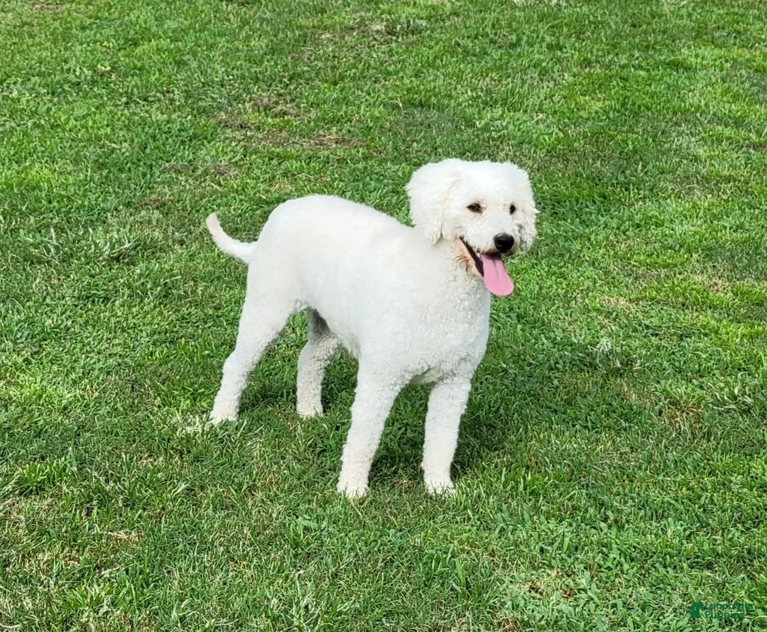 Cavapoo dogs for sale: F1 Hera - Ad 5