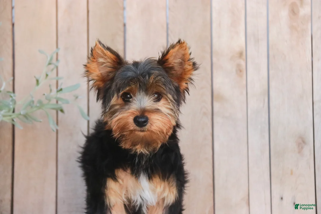 Yorkshire Terrier dogs for sale: Teddy - Ad 2