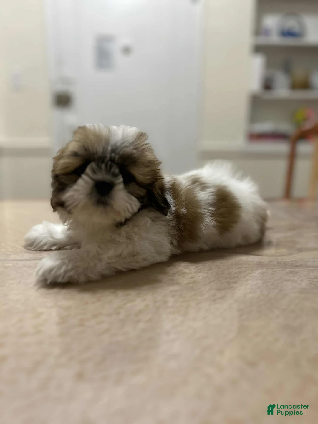 Shih Tzu dogs for sale: Linda - Ad 1