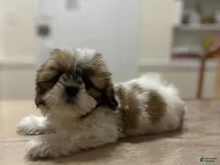 Shih Tzu dogs Linda - Ad 20