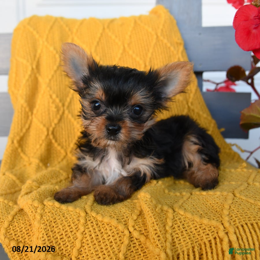 Yorkshire Terrier dogs Lady - Ad 2