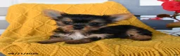 Yorkshire Terrier dogs for sale: Lady - Ad 2