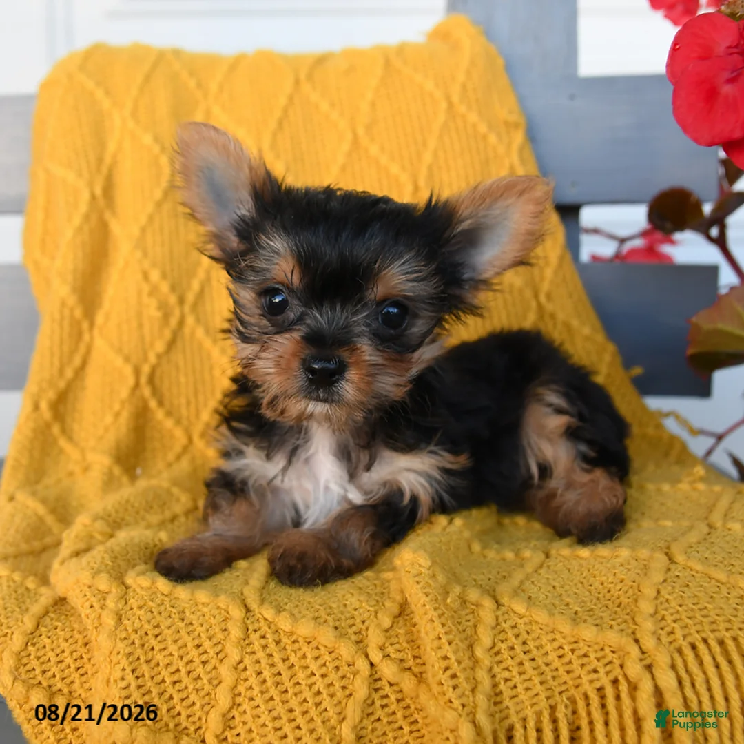 Yorkshire Terrier dogs for sale: Lady - Ad 2