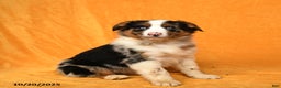 Australian Shepherd dogs for sale: Polly - Ad 1