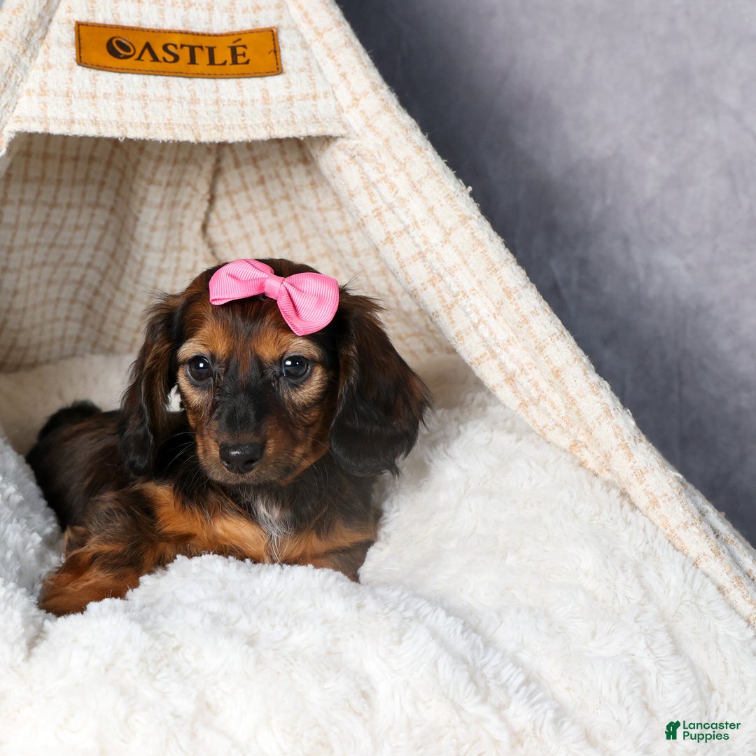 Miniature Dachshund dogs for sale: Fiona - Ad 19