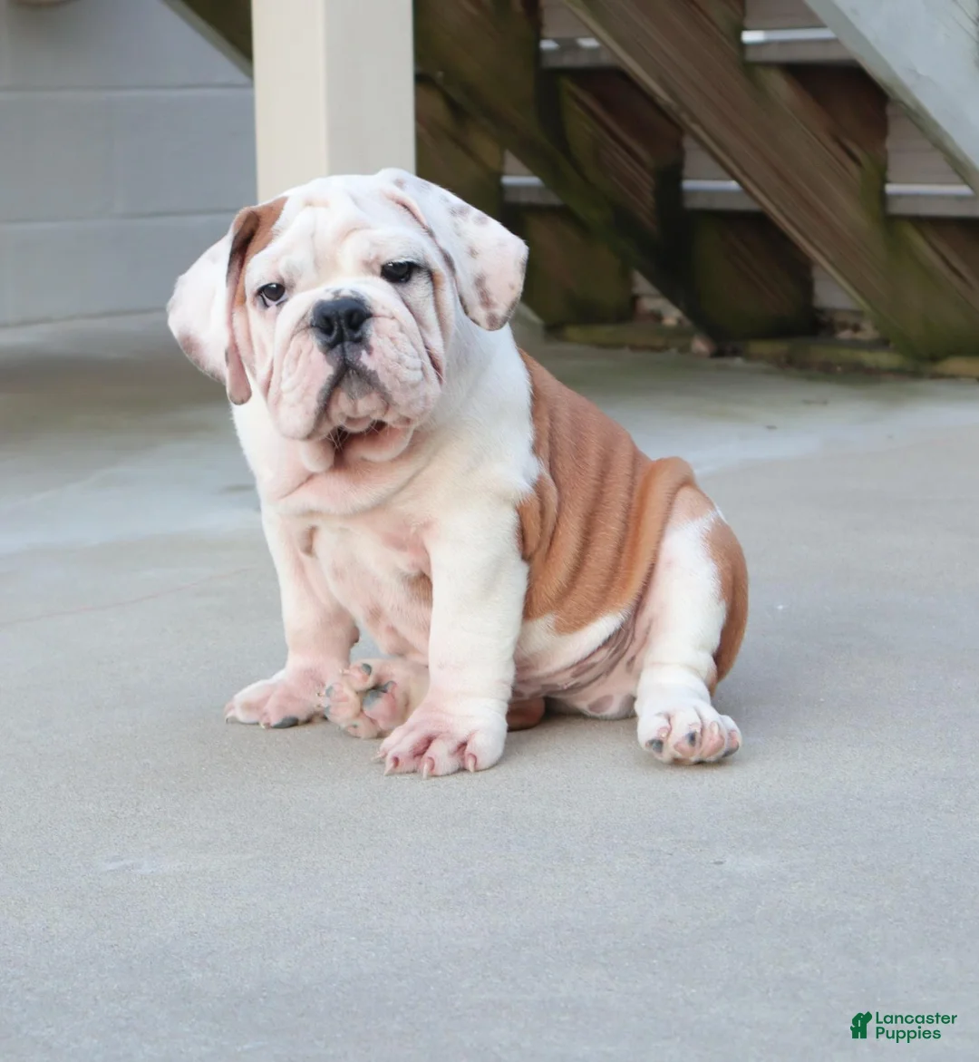 English Bulldog dogs for sale: Charlie  - Ad 1