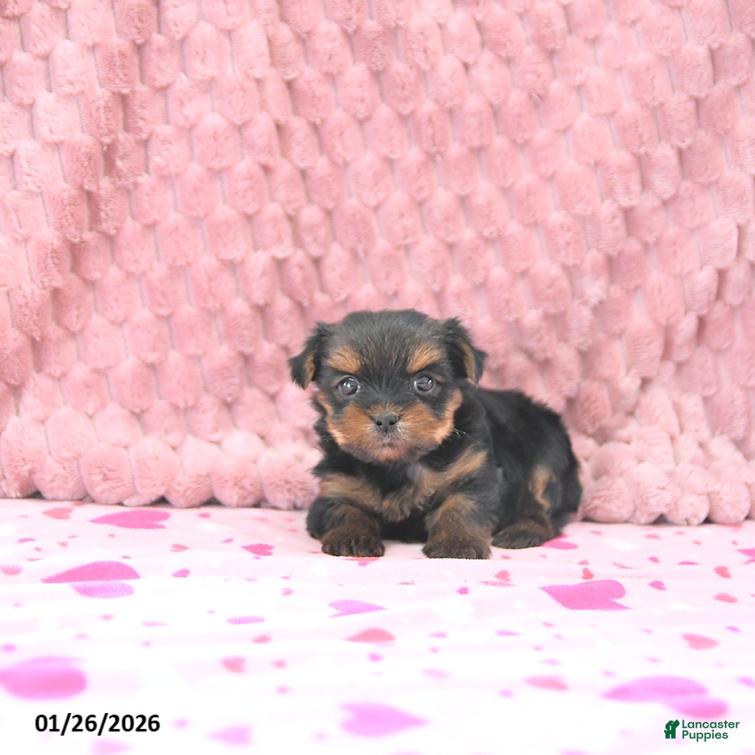 Yorkshire Terrier dogs for sale: Bambi EXTRA SMALL - Ad 4