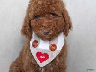 Goldendoodle dogs Stu Lou - Ad 33