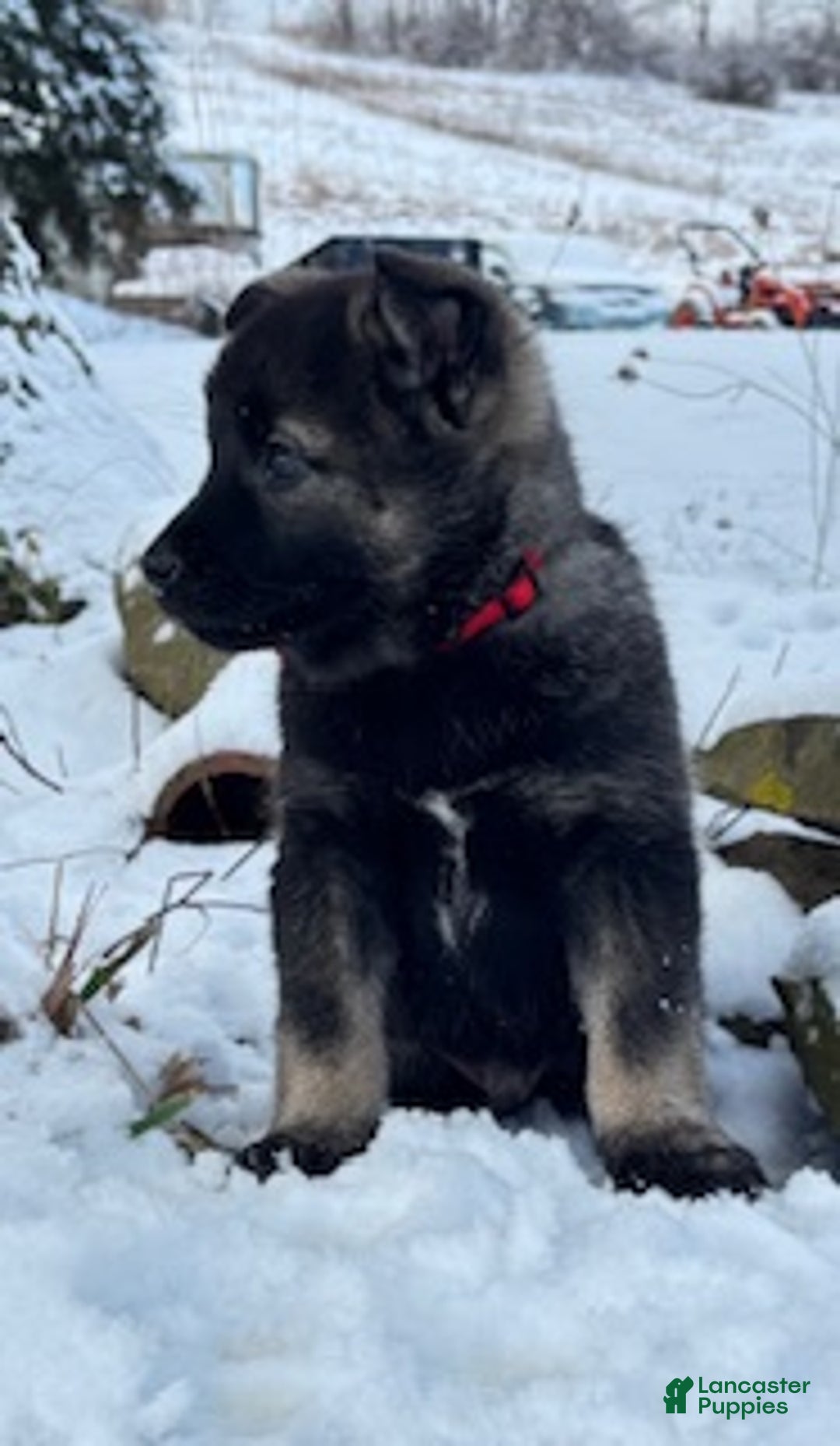 Norwegian Elkhound dogs for sale: Red Ryder - Ad 1