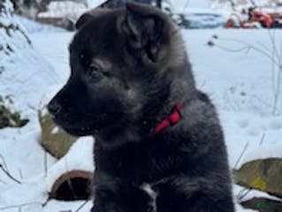 Norwegian Elkhound dogs Red Ryder - Ad 29