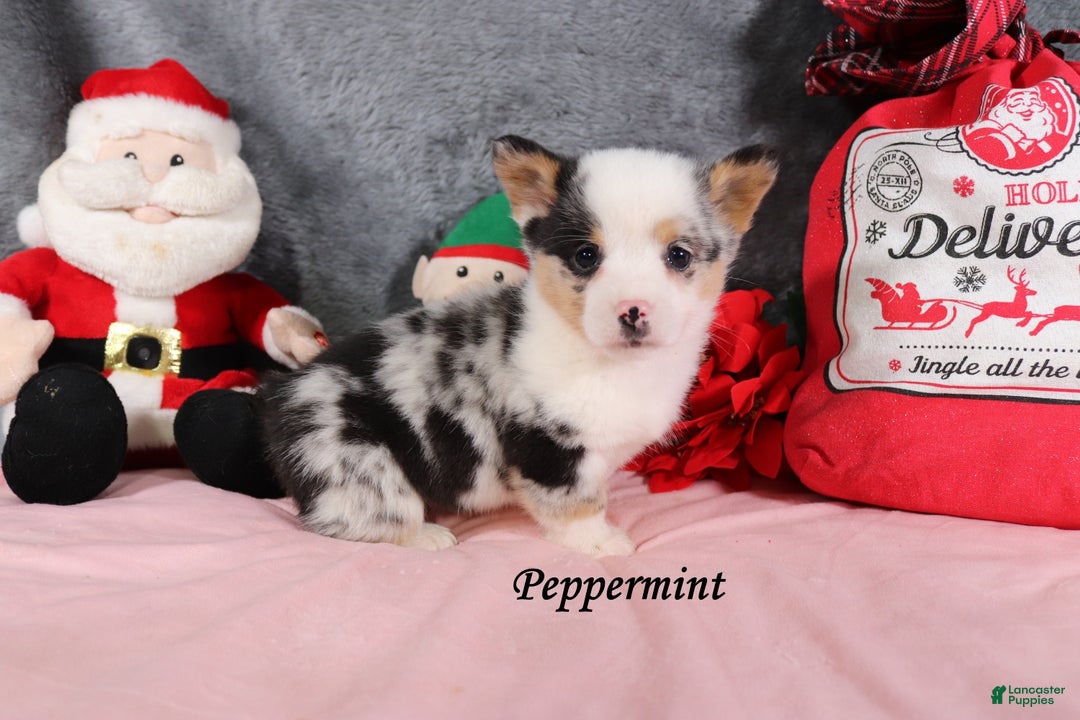 Welsh Corgi Pembroke dogs for sale: Peppermint - Ad 4