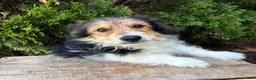Mixed Breed dogs for sale: Rio - Ad 5