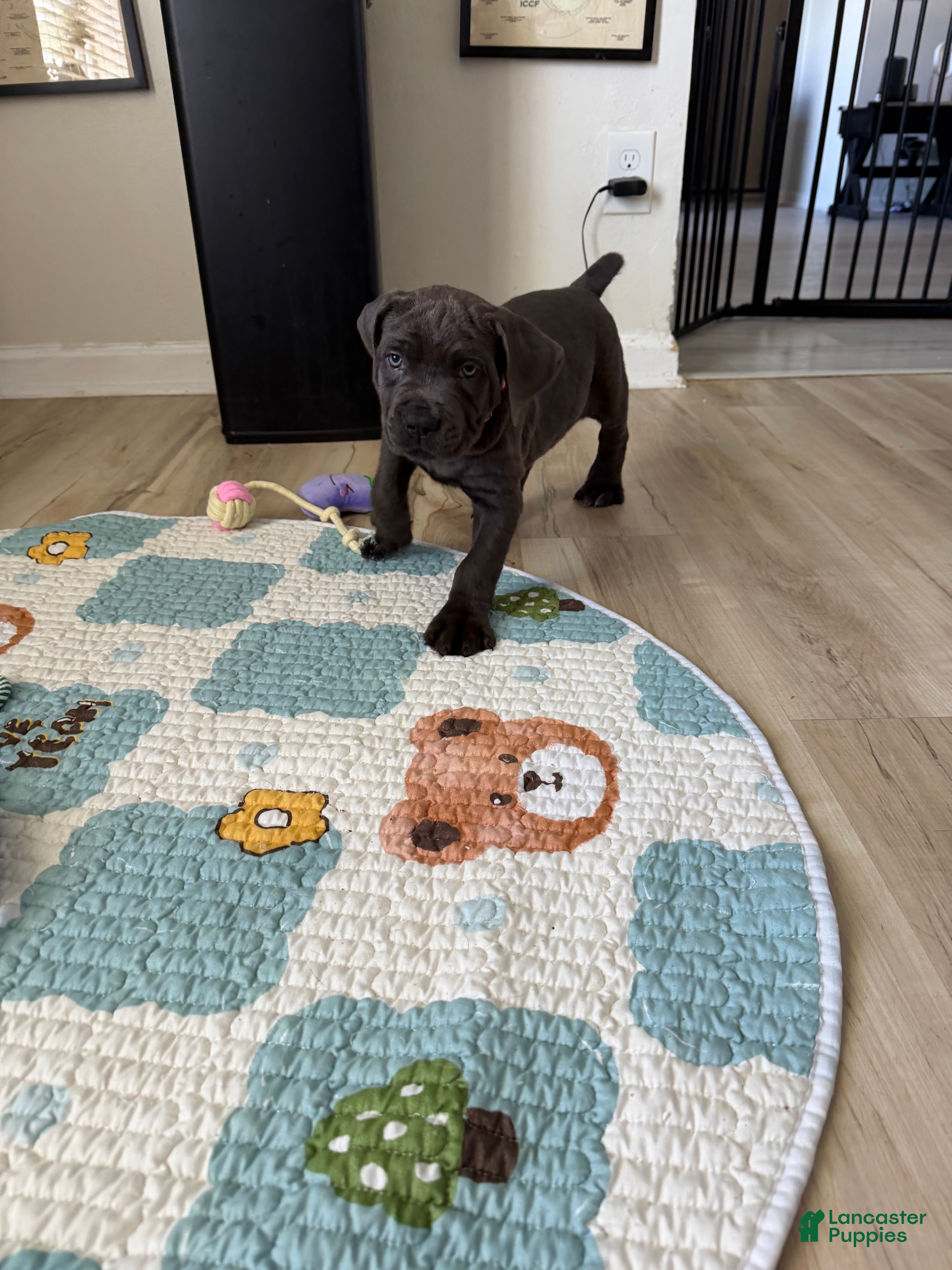 Cane Corso dogs Kenshi - Ad 7