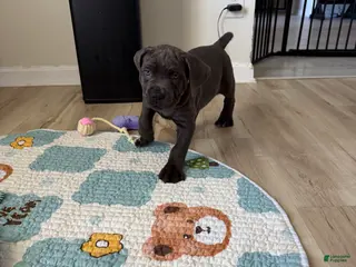 Cane Corso dogs Kenshi - Ad 3