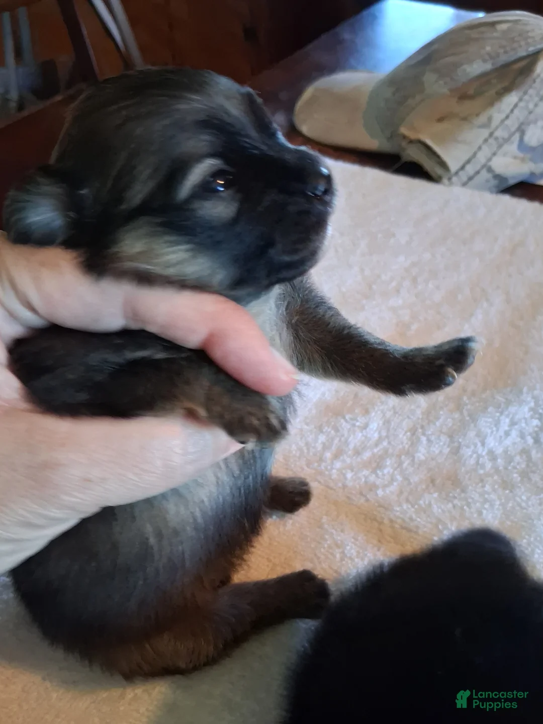 Pomeranian dogs for sale: Pomeranian 1 - Ad 1